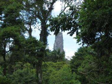 Bromélia Sabiá & Cia