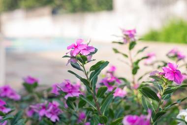 Pousada Solar Tropical