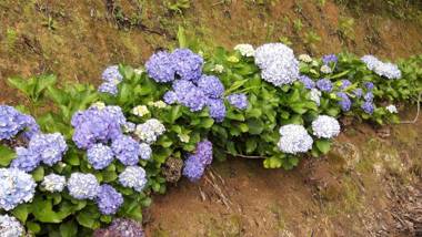 Toca - Bairro Serrano