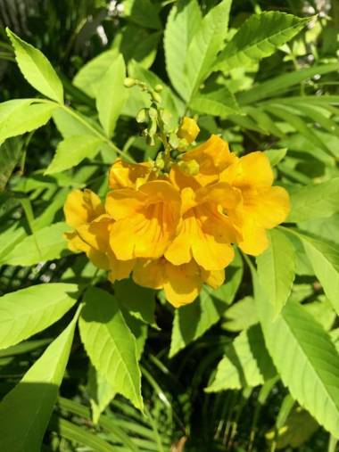 Pousada-Zen Bougainville