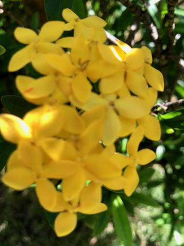 Pousada-Zen Bougainville