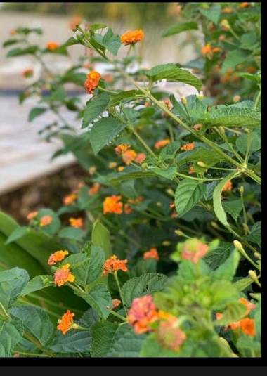 chacara sombra da mata01