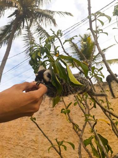 Back to the Beach Hostel - Pipa