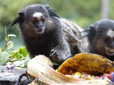 Pouso das Glicínias - B&B