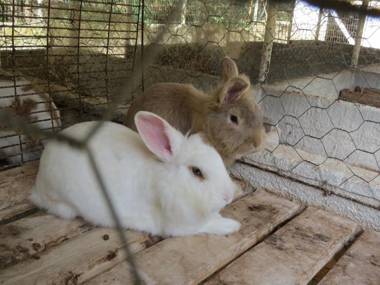 Hotel Fazenda Caledônia Inn
