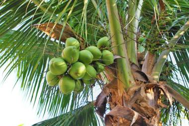 Sobrado Grande Maresias