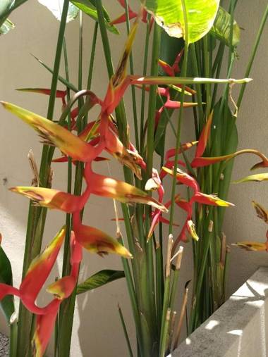 Pousada Aquarela Do Brasil