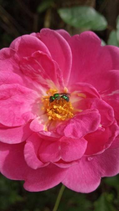 Casa Flôr - Centro Lumiar