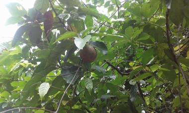 Chalé para família com cozinha e terapia