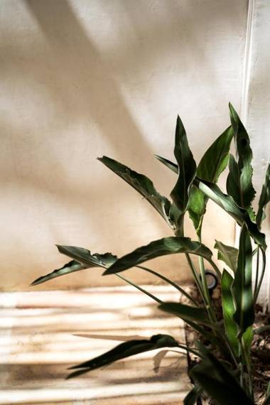 Jeri Suites accommodation