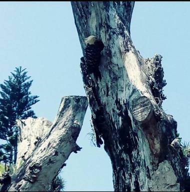 Pousada Recanto Belas Artes