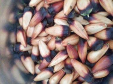 Rancho Pedra do Picú