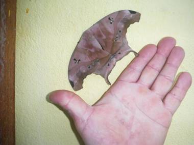 Residencia Pedra do Elefante