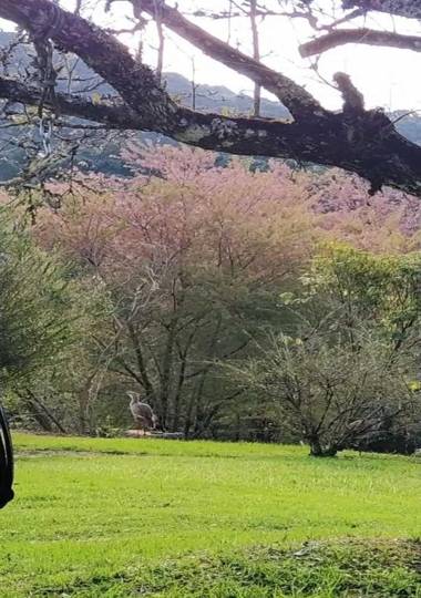 Residencial das Araucárias