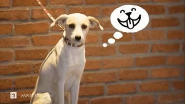 Eco Cataratas Resort by San Juan