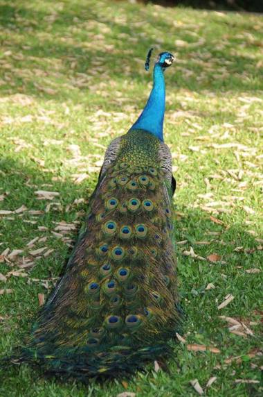 Grand Carimã Resort & Convention Center