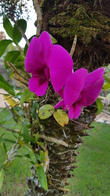 Pousada das Orquídeas