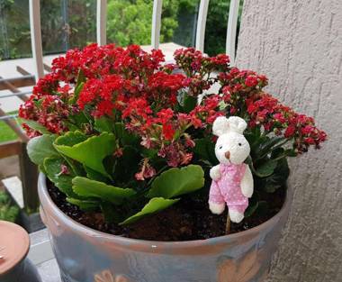 Estilo e Conforto a 200m da Rua Coberta de Canela