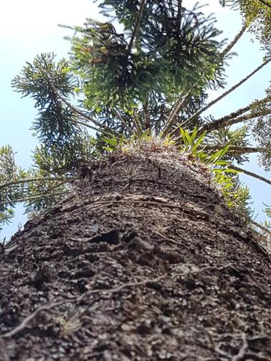 Chalés Fora de Estrada