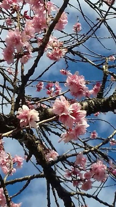 Pousada Toca dos Tucanos