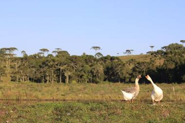 Pousada Rural Vista Alegre