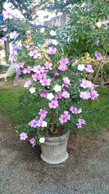 Estacao Paraiso Chalé