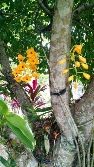 Estacao Paraiso Chalé