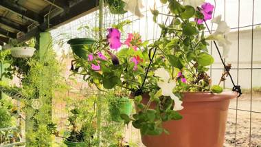 Pousada Flores de Bombinhas