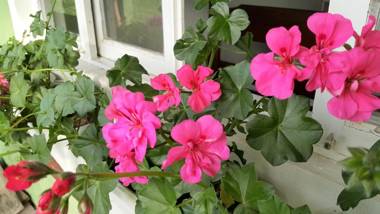 Pousada Flores de Bombinhas