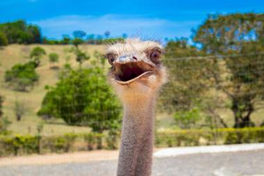 Hotel Chalé Capitólio