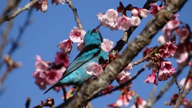 Hotel Fazenda Itáytyba