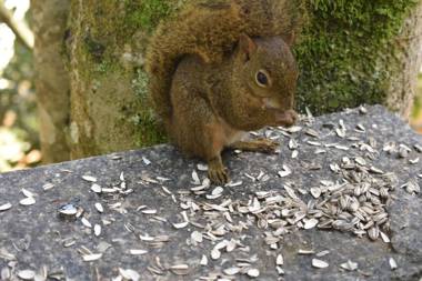 Pousada Amanita Monte Verde