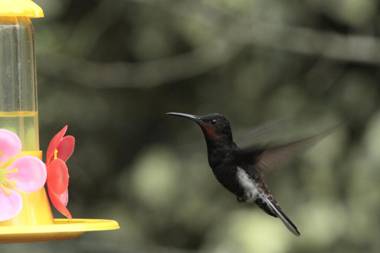 Pousada Chalé da Floresta