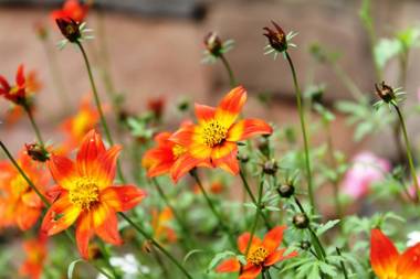 Hotel Monte Felice Bosque