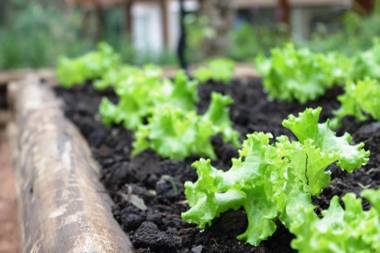 Hotel Monte Felice Bosque