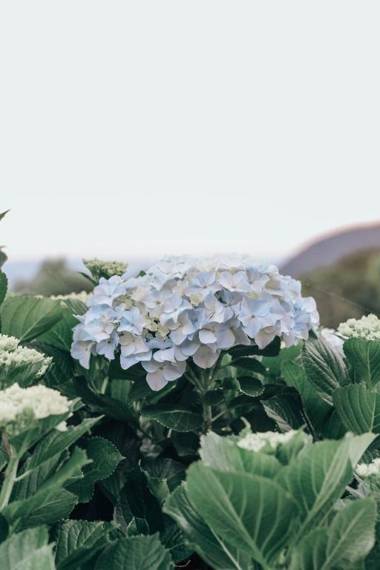 OH HOTÉIS Villa Gramado