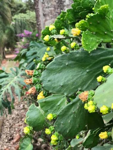 Rancho dos Pássaros Amarelos
