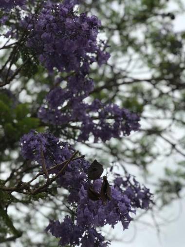 Rancho dos Pássaros Amarelos