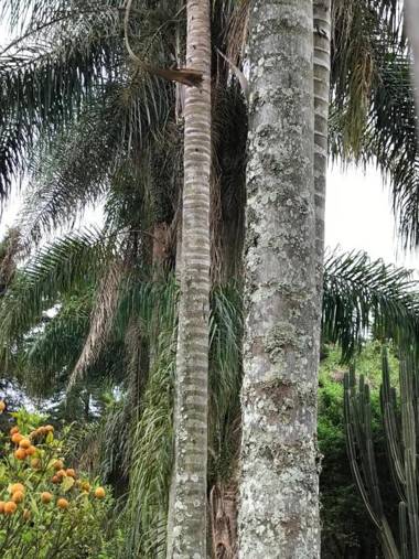 Rancho dos Pássaros Amarelos