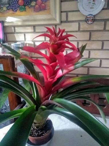 CHÁCARA QUEDINHA D'ÁGUA