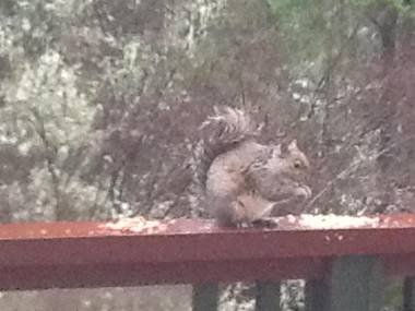 Wisteria Honeymoon Cottage - Guest House