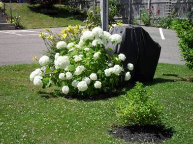 Harmony B&B and Suites