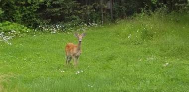 Silver Star Bed and Breakfast