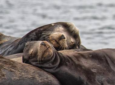 Wild Pacific Guest Suites