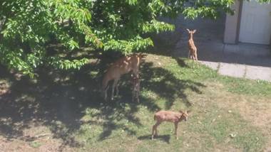Cornerstone Bed and Breakfast