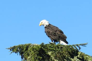 A Shack In The Woods