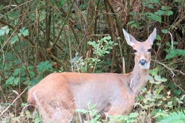 A Shack In The Woods