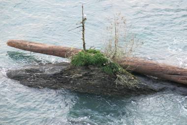 A Shack In The Woods