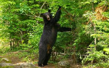 Le St Bernard - Les Chalets Spa Canada