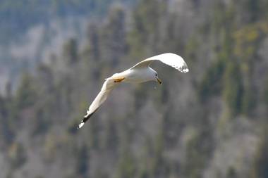 Les 2 Iles - Les Chalets Spa Canada